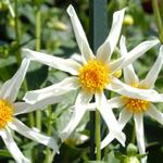 Dahlias