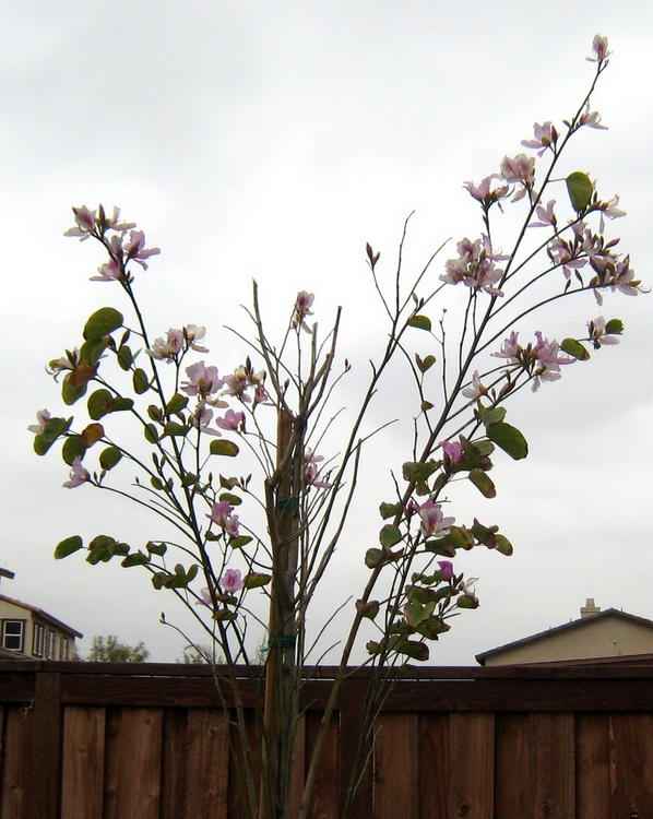 Kachnar (Orchid Tree)