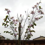 Kachnar (Orchid Tree)