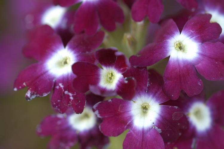 Verbena