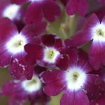 Verbena