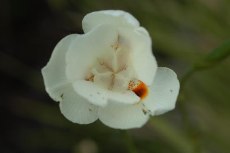 Lily