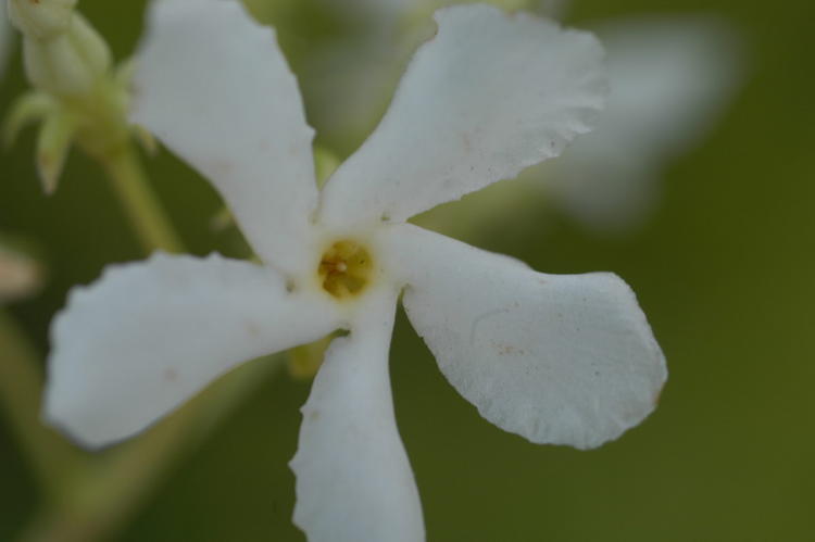 Star Jasmine