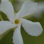 Star Jasmine