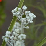 Silver Dust