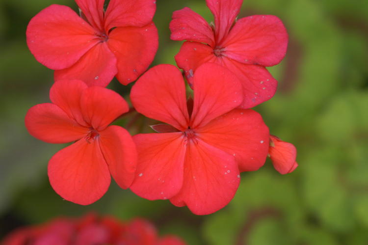 Geranium