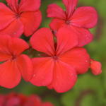 Geranium