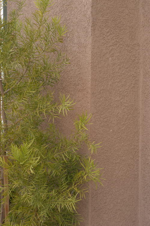 Pine