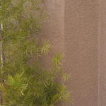 Pine