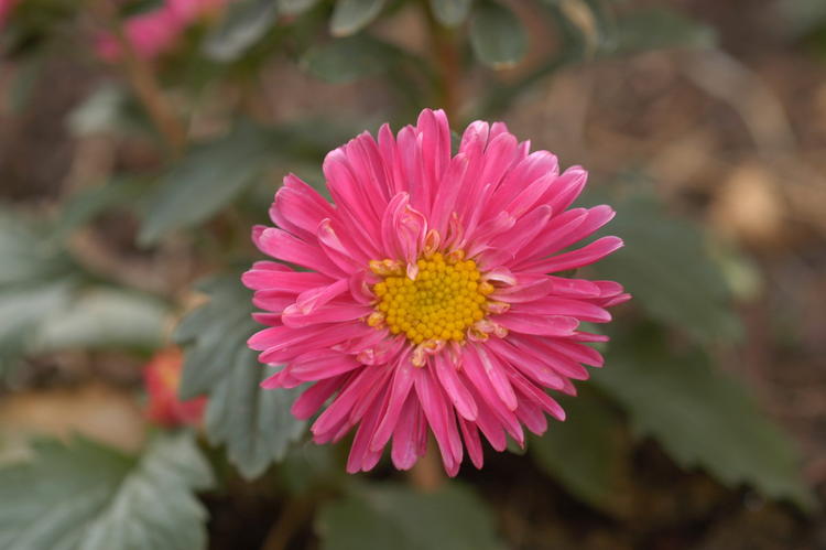 Aster