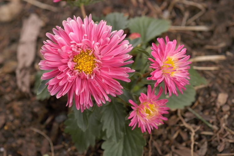 Aster 3