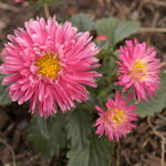 Aster 3