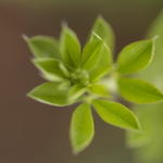 Sweet Broom Leaves