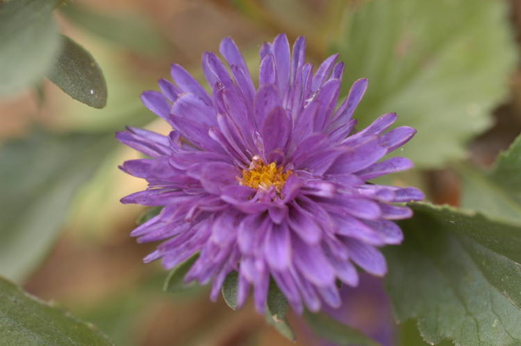 Aster 4