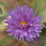 Aster 4