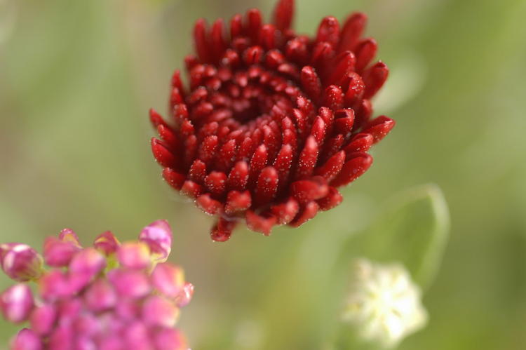 Chrysanthamum