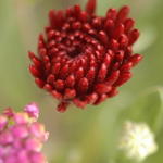 Chrysanthamum
