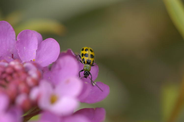 Candy Tufts & Yellow Lady Bug