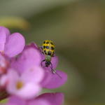 Candy Tufts & Yellow Lady Bug
