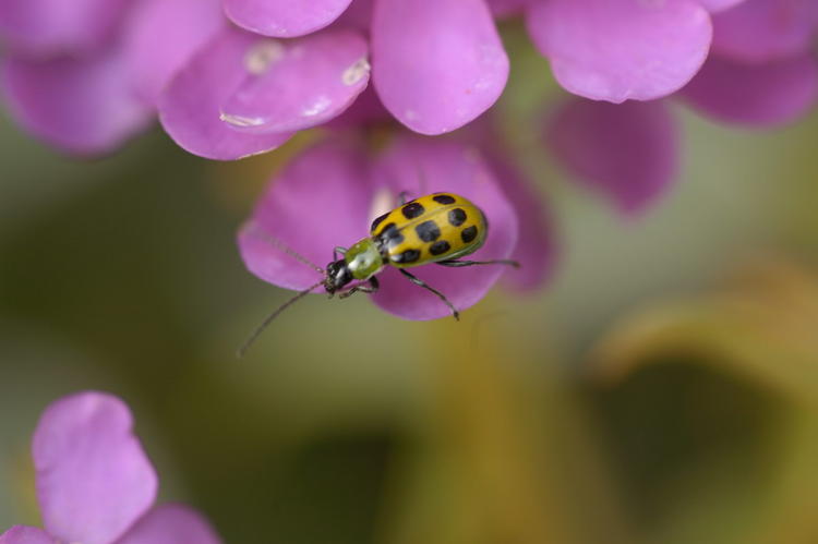 Candy Tufts & Yellow Lady Bug 3