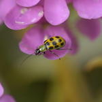 Candy Tufts & Yellow Lady Bug 3