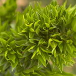 Unknown Bi-annual flowernig