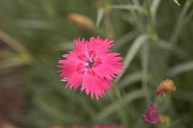 Dianthus