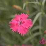 Dianthus