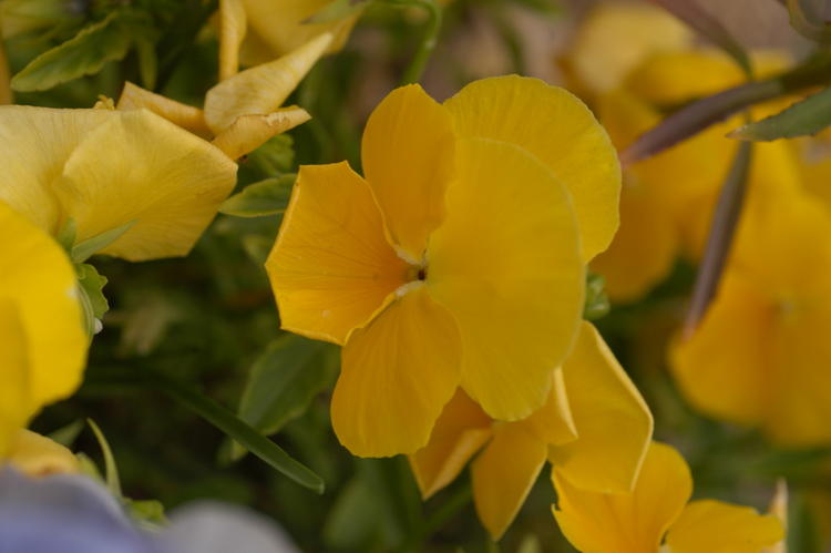 Vinca