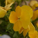 Vinca