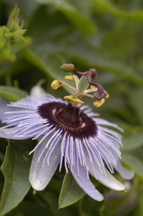Passion Flower