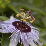 Passion Flower