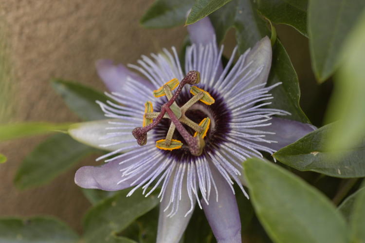 Passion Flower