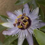 Passion Flower