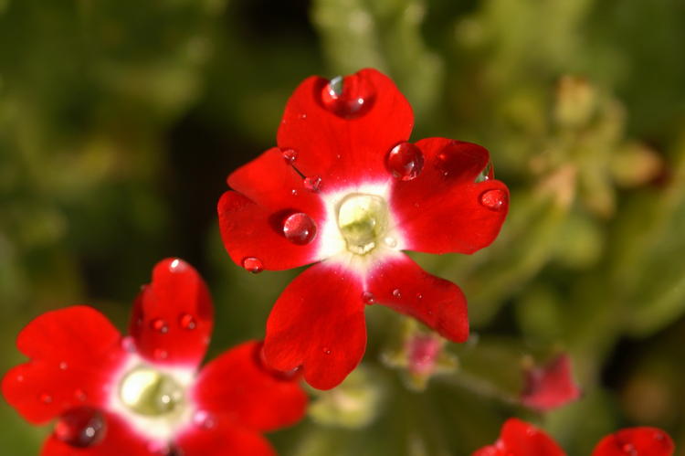 Verbena 2