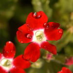 Verbena 2