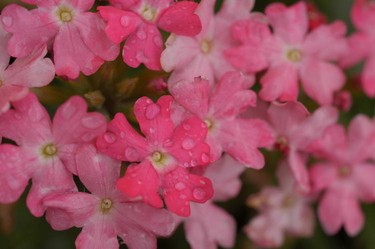 Verbena 3