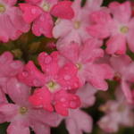 Verbena 3