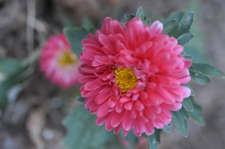Aster 5
