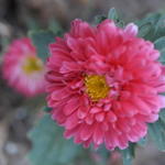 Aster 5