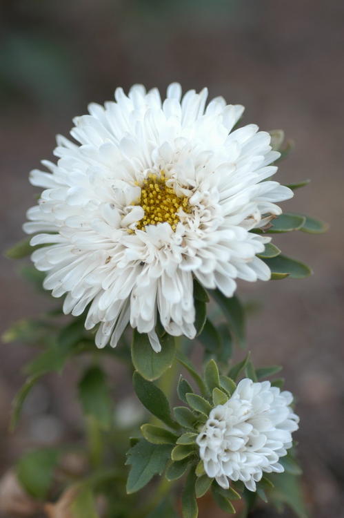 White Aster