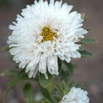 White Aster