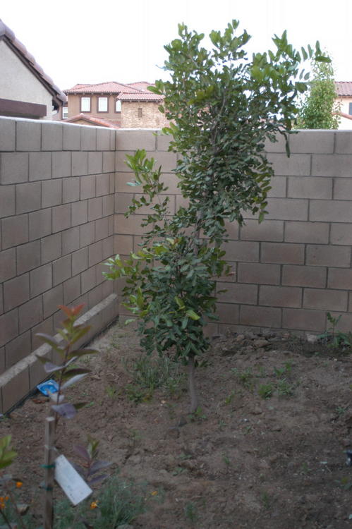 Unknown Tree