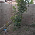 Unknown Tree