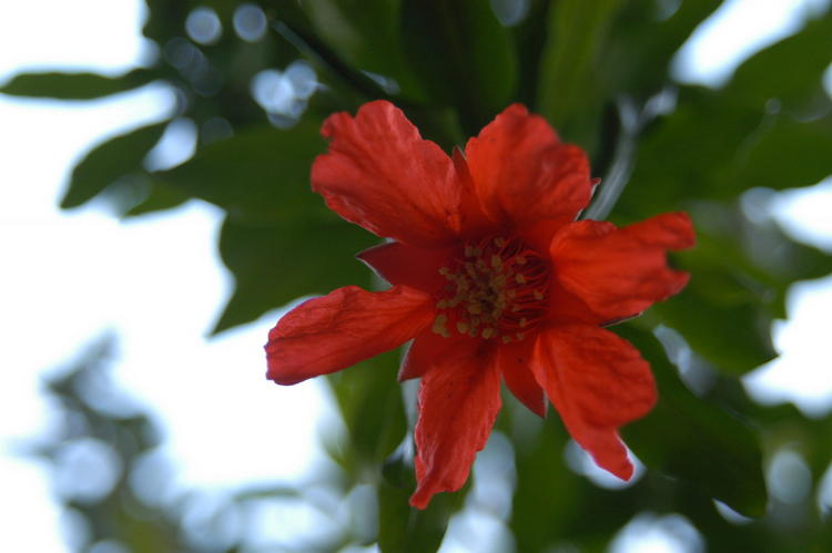 Pomogranate Flower