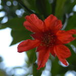 Pomogranate Flower