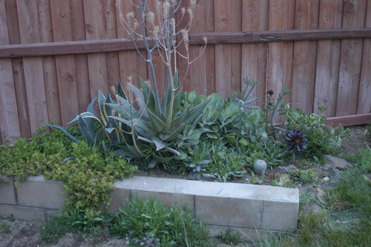 Cactus Garden