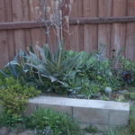 Cactus Garden
