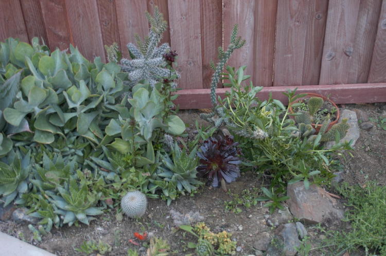 Cactus Garden 2