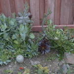 Cactus Garden 2